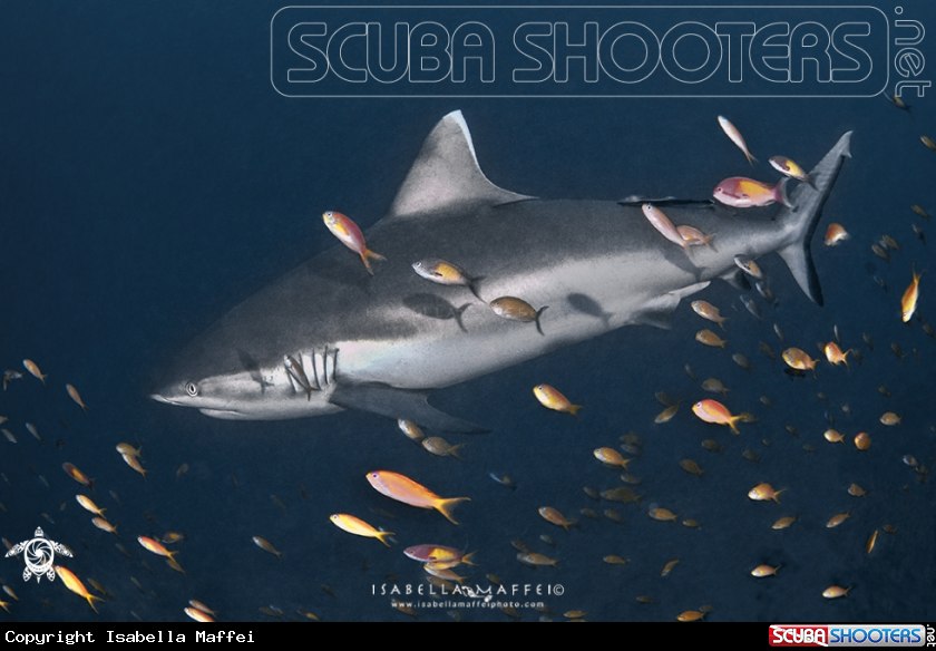 A Reef grey shark
