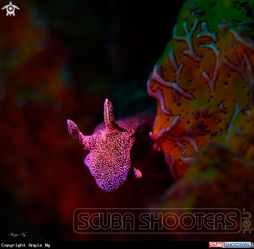 A Nudibranch