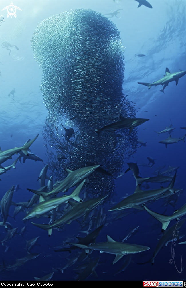 A Sardine Run