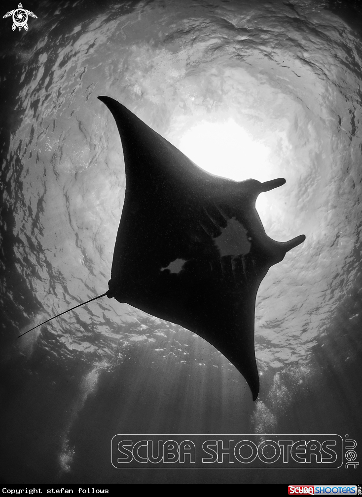 A Manta Ray