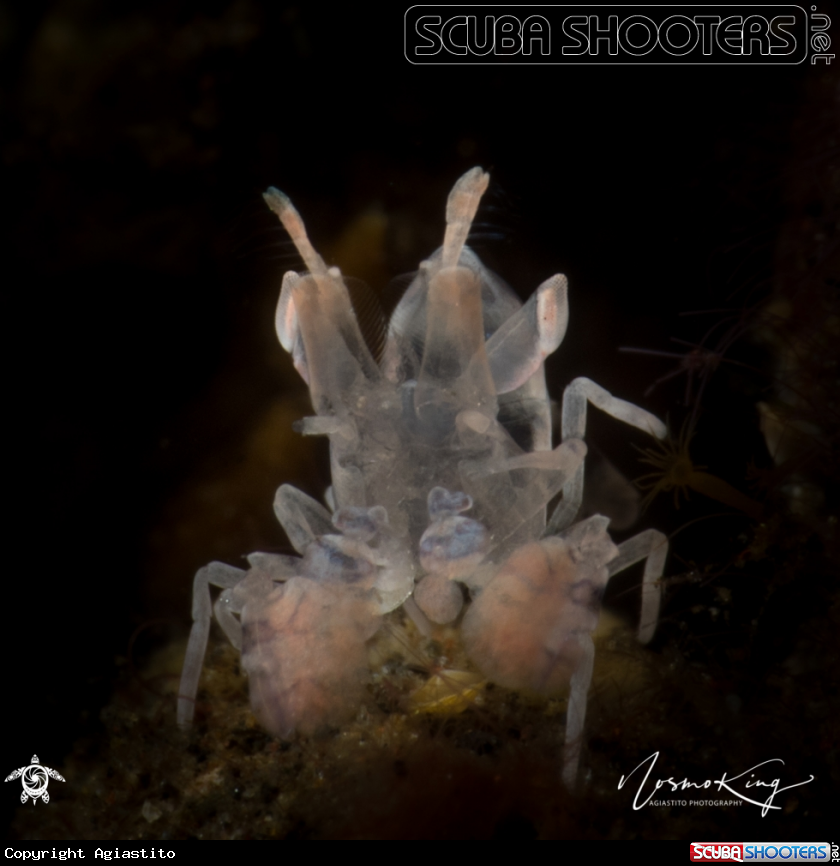 A Harlequin Shrimp
