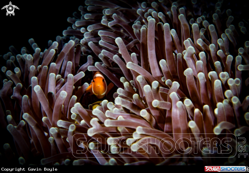 A Clownfish 