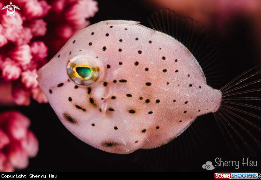 A File Fish