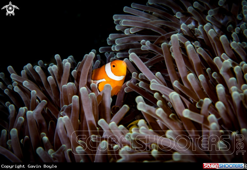 A Clownfish