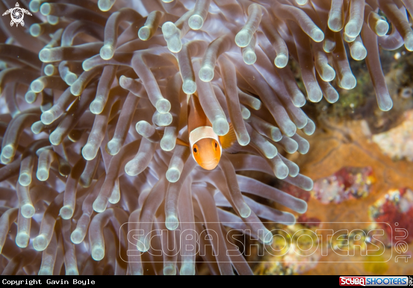 A Clownfish