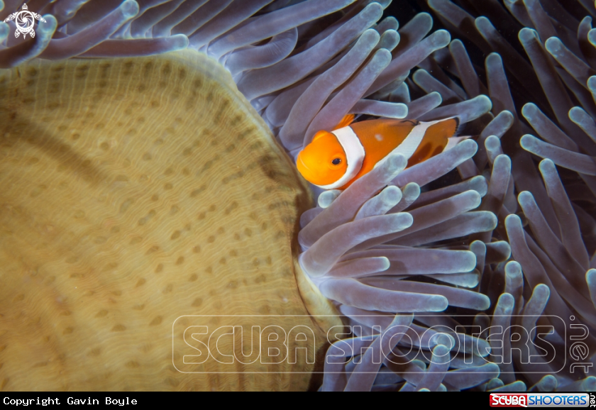 A Clownfish