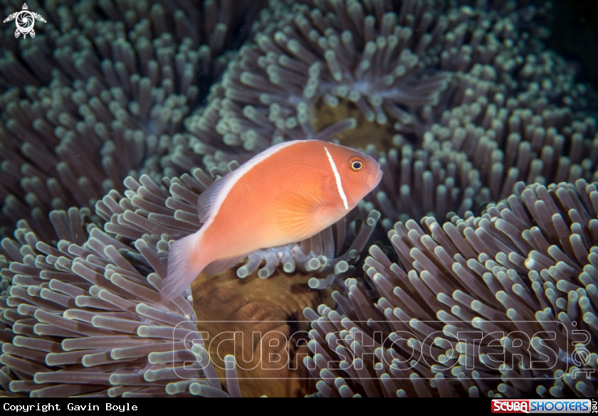 A Pink skunk clownfish