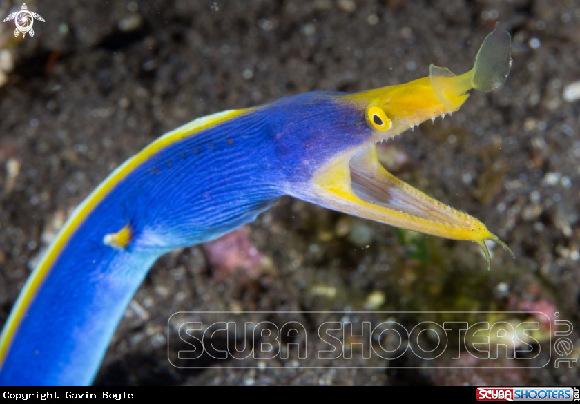 A Ribbon eel