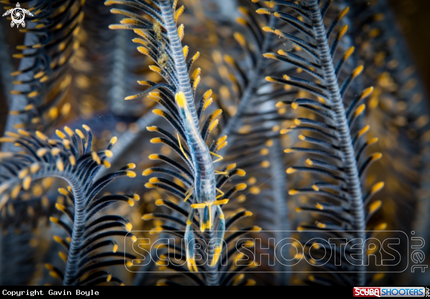 A Commensal Crinoid Shrimp