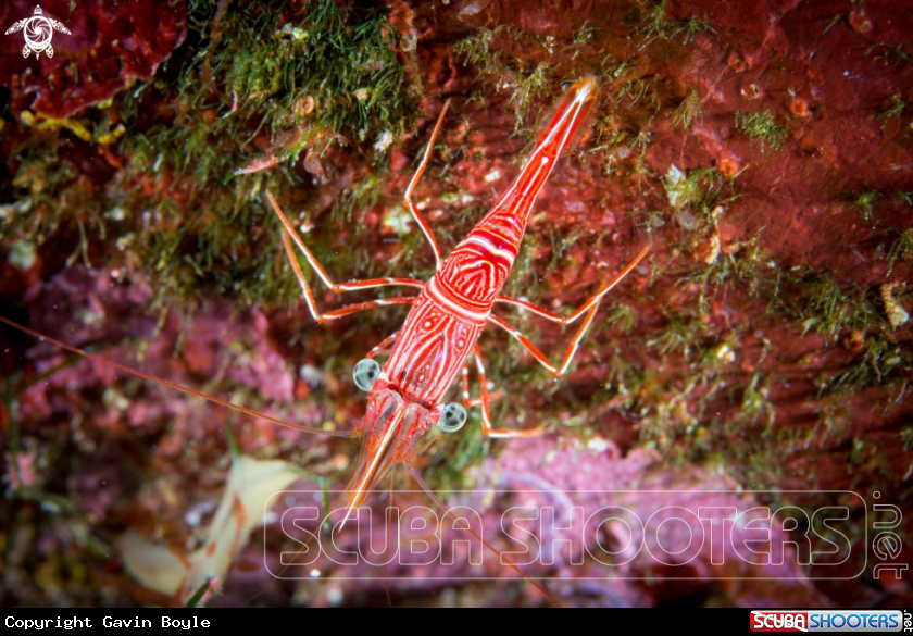 A Durban Dancing Shrimp