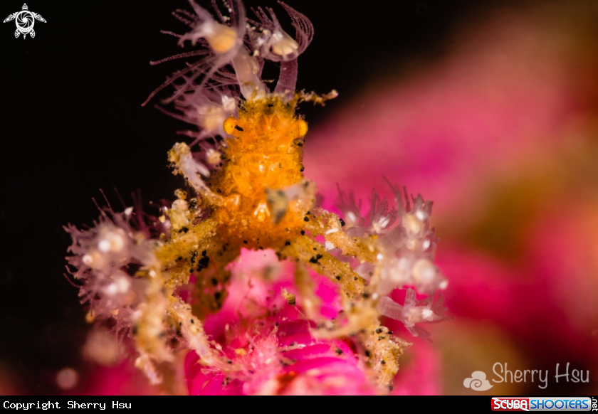 A Decorator Crab