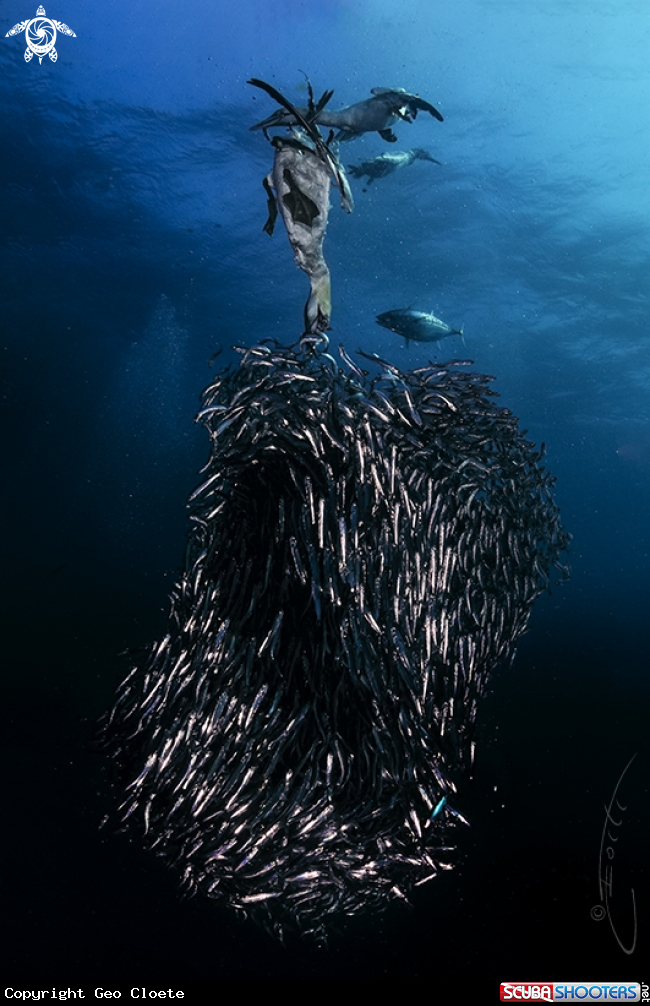 A Sardine Run