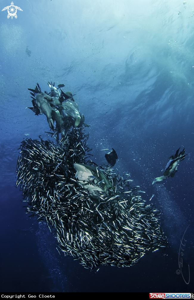A Sardine Run