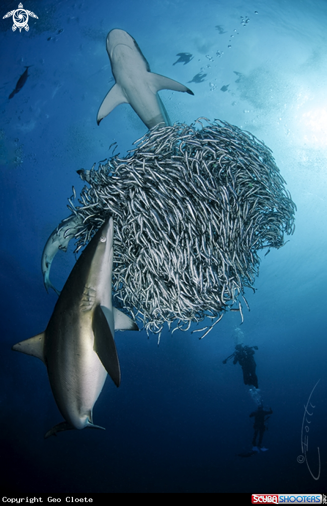 A Sardine Run