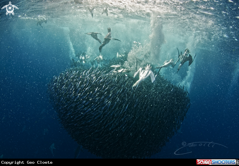 A Sardine Run