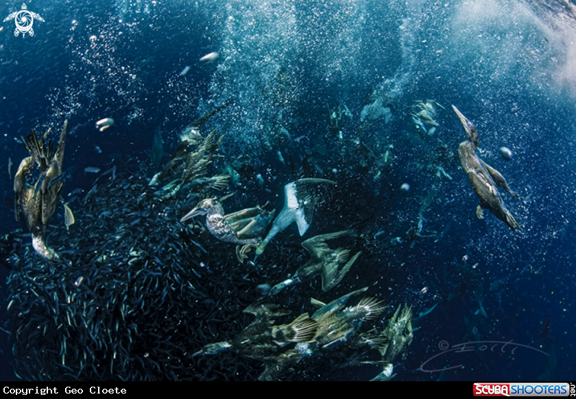 A Sardine Run