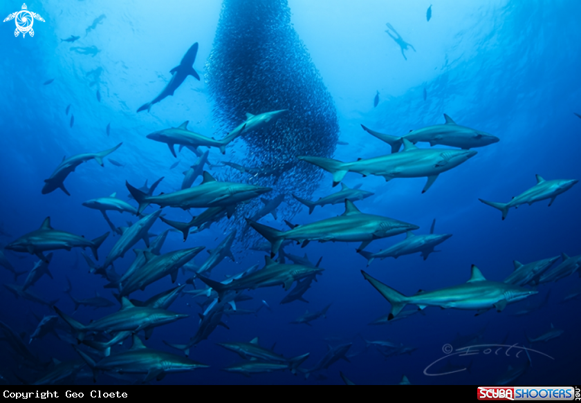 A Sardine Run