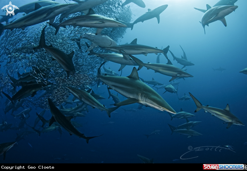 A Sardine Run