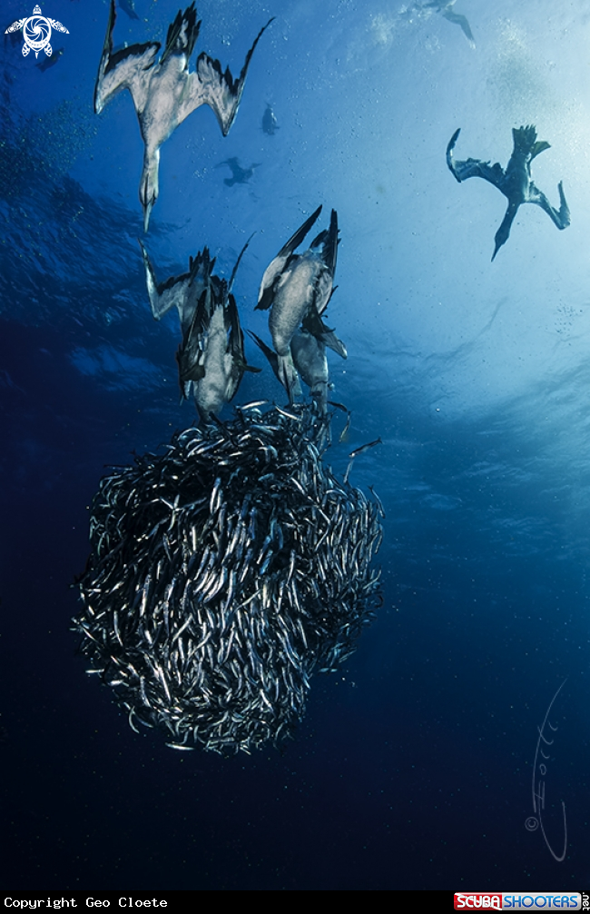 A Sardine Run