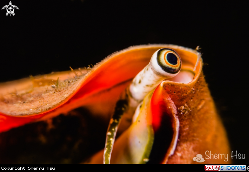 A underwater creature