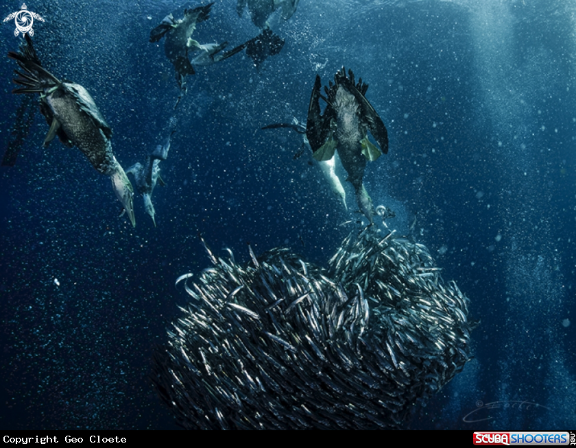 A Sardine Run