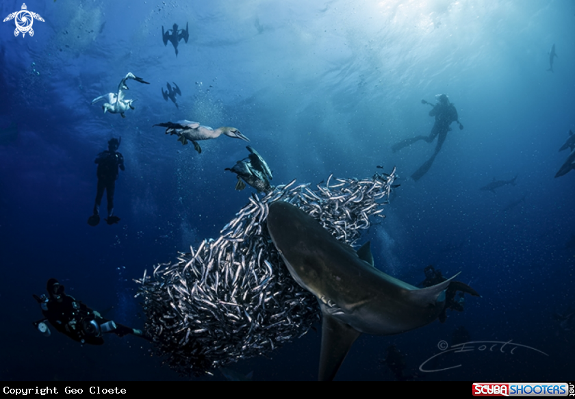 A Sardine Run