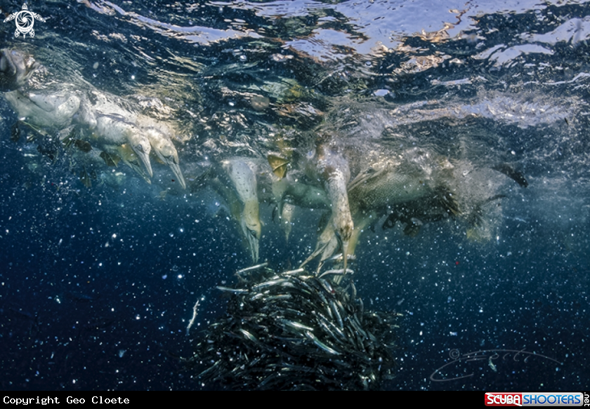 A Sardine Run