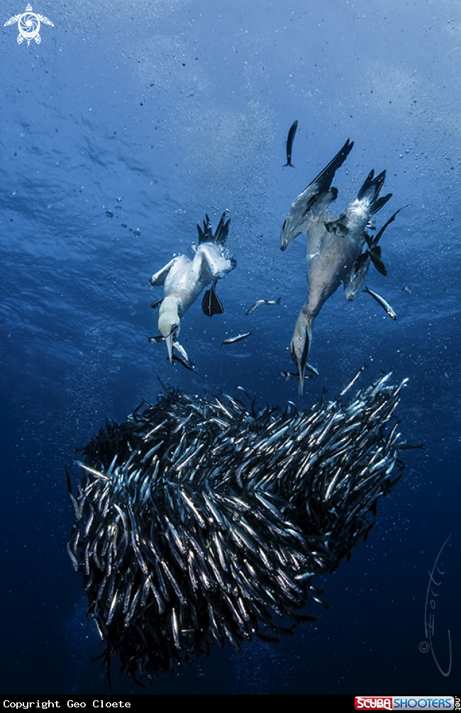 A Sardine Run