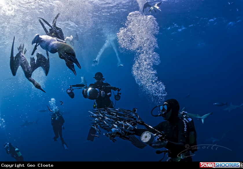 A Sardine Run