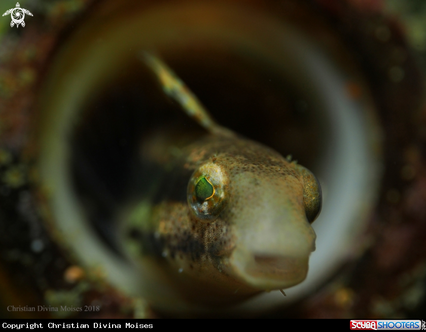 A Fangblenny