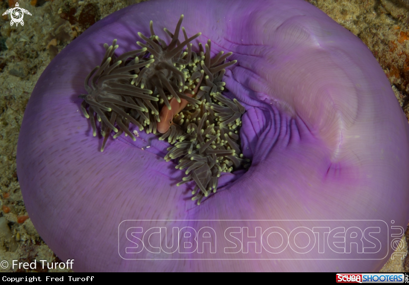 A Pink Anemonefish