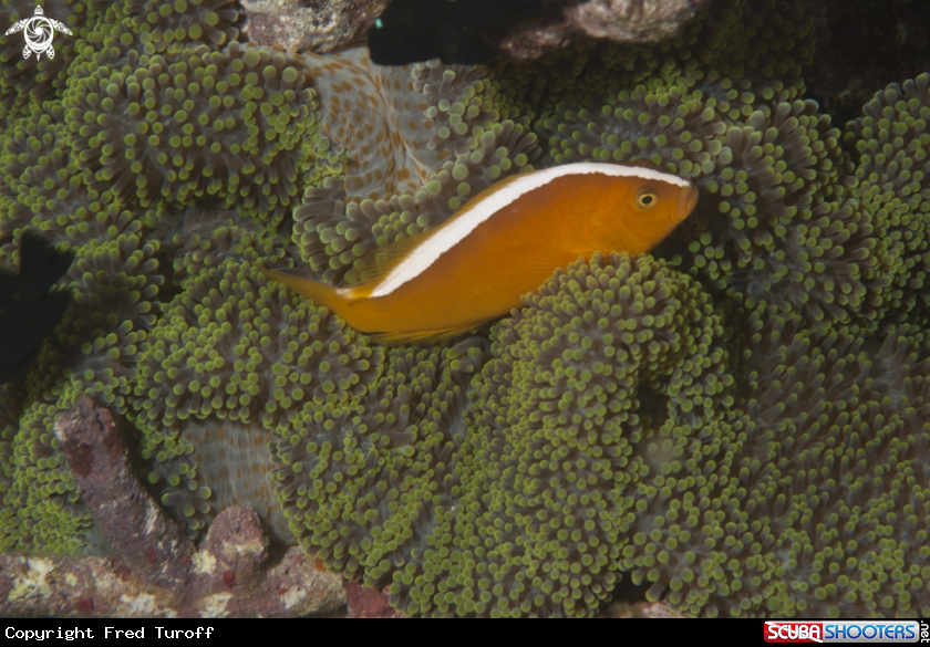 A Orange anemonefish