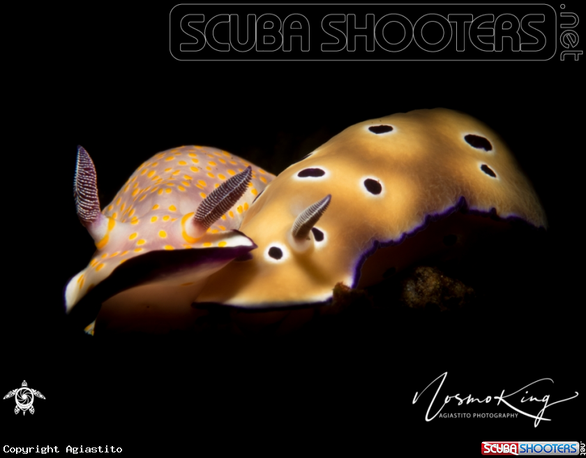 A Colourful sea slug or dorid nudibranch
