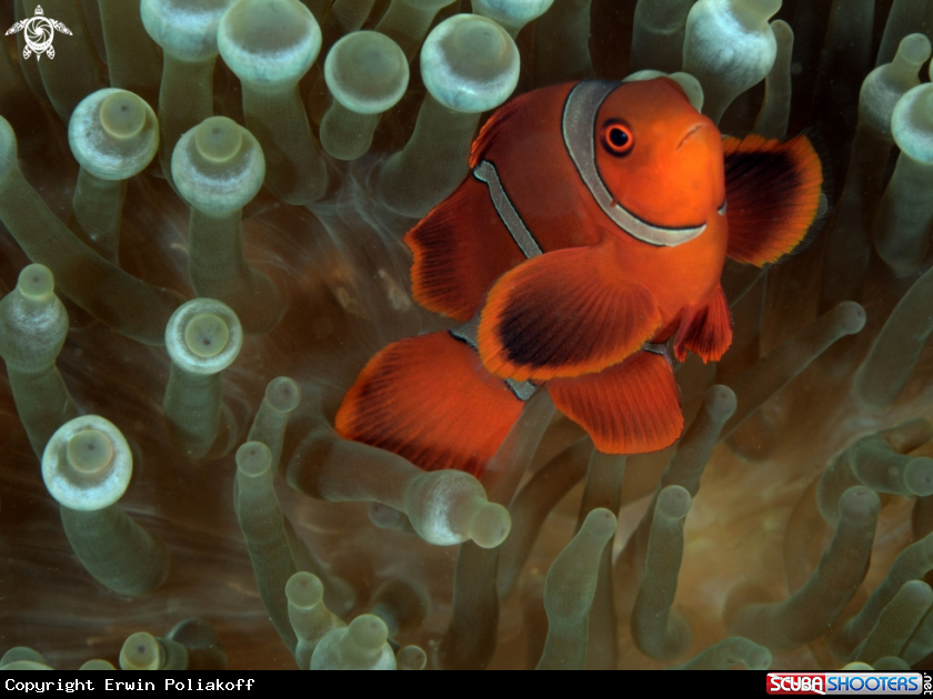 A anemonefish