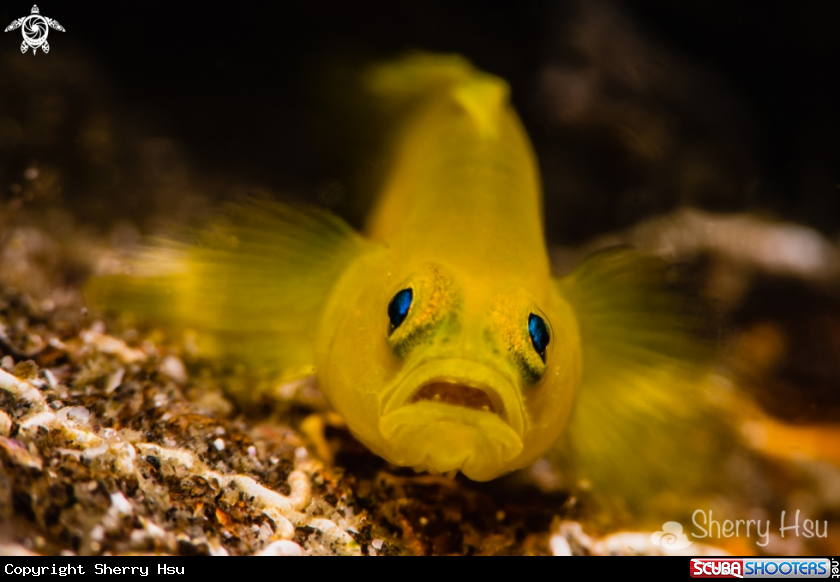 A Yellow Goby