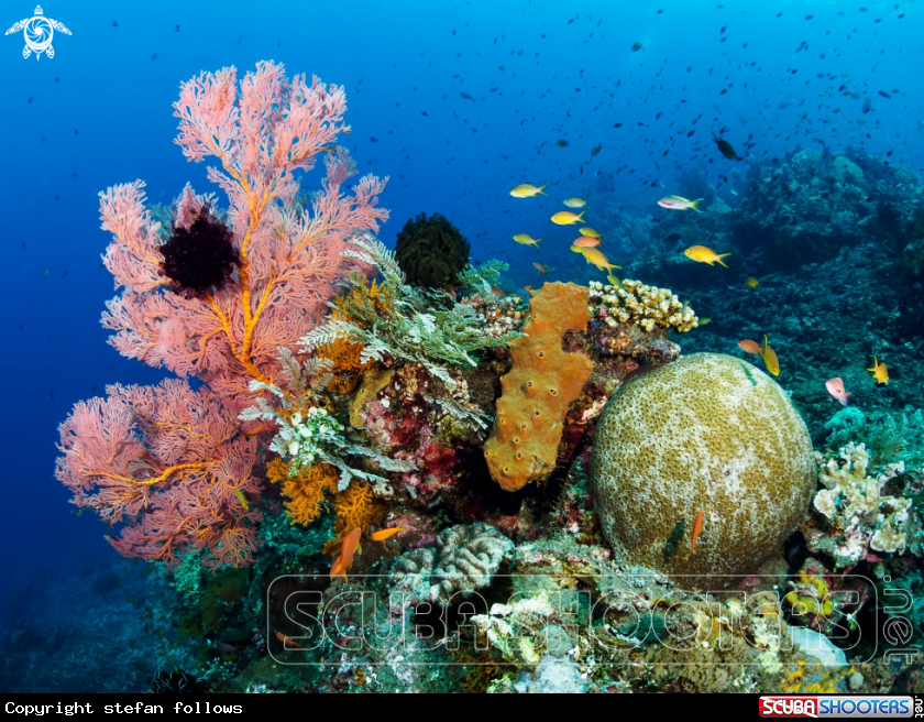 A Japanese Wreck