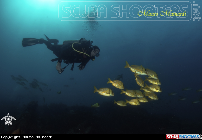 A Man and fishes