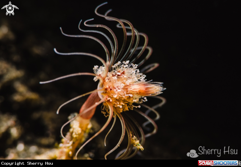 A underwater creature