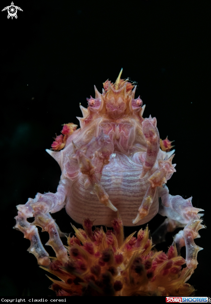 A candy crab