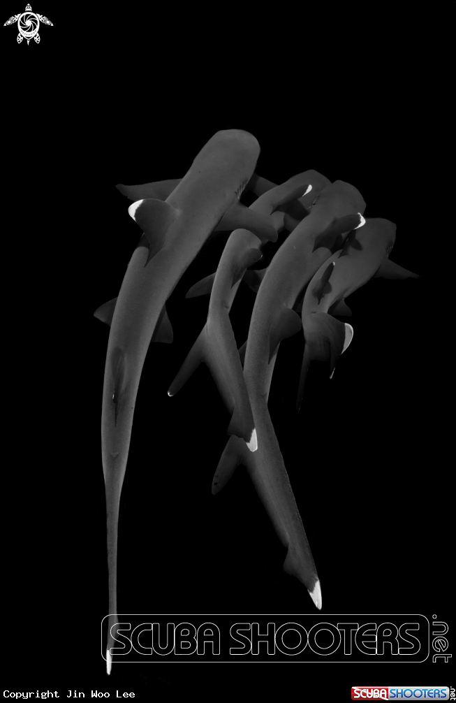 A White Tip Reef Shark