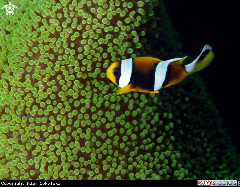 A Nemo