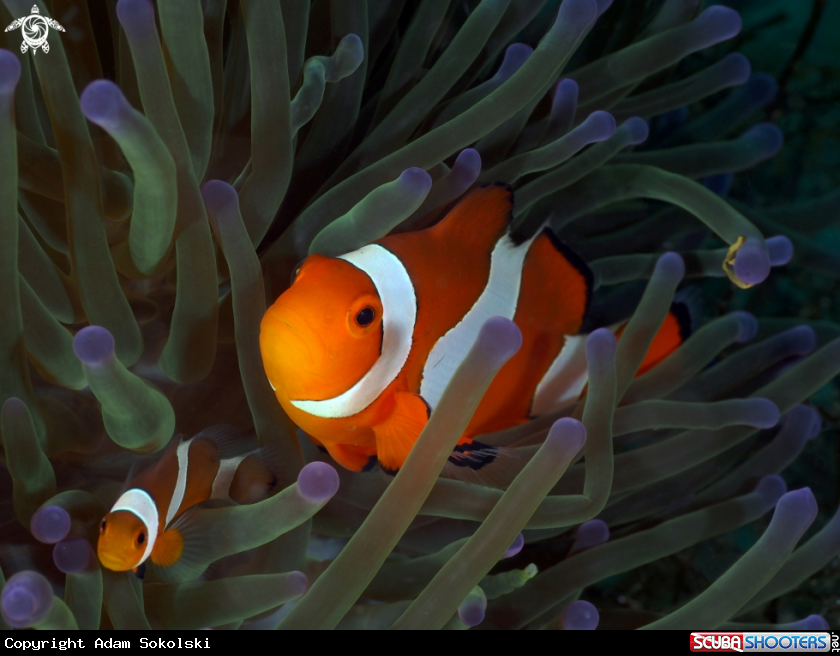 A Nemo