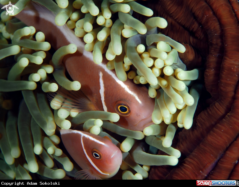 A Nemo