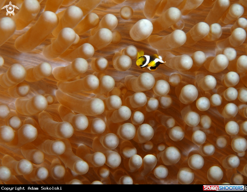 A Nemo