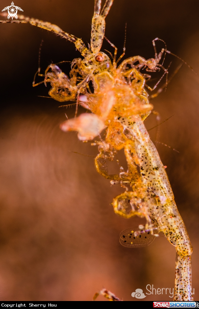 A Skeleton Shrimp with babies