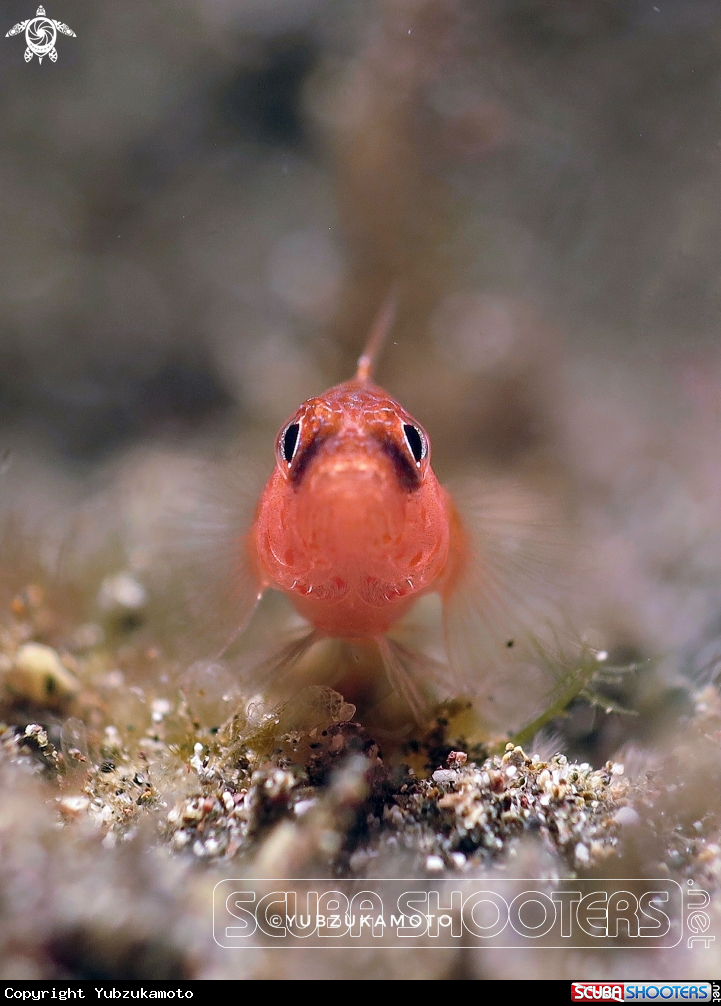 A okinawa pygmy goby
