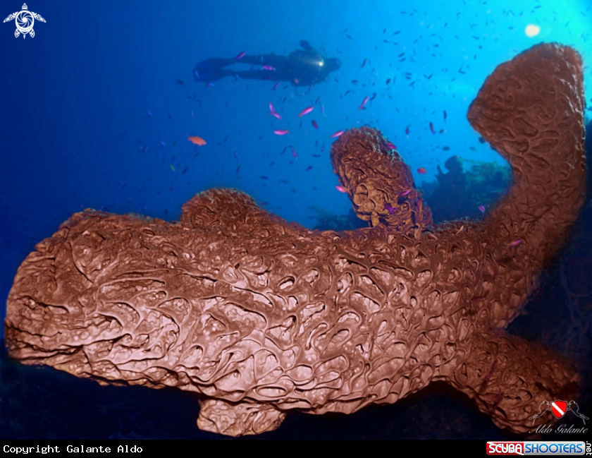 A Salvador Dali Sponge