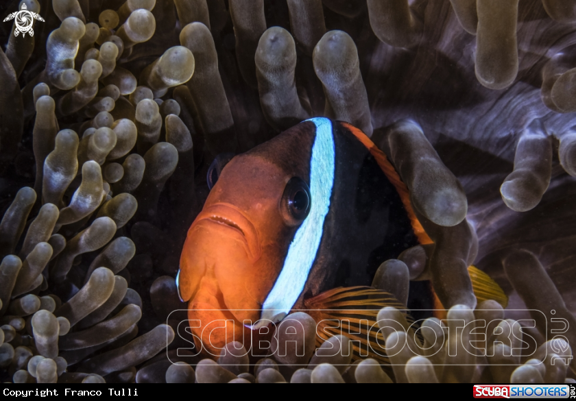 A Clown fish