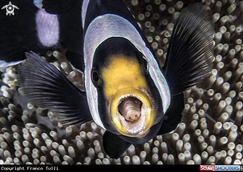 A Clown fish