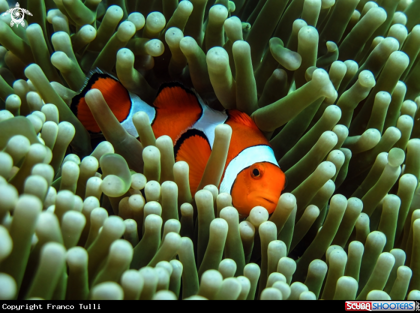 A Clown fish